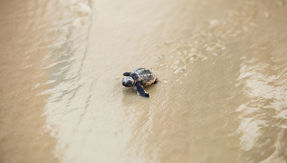 baby turtle on the beach