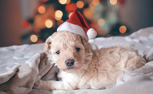 Puppy in Santa hat in front of Christmas Tree